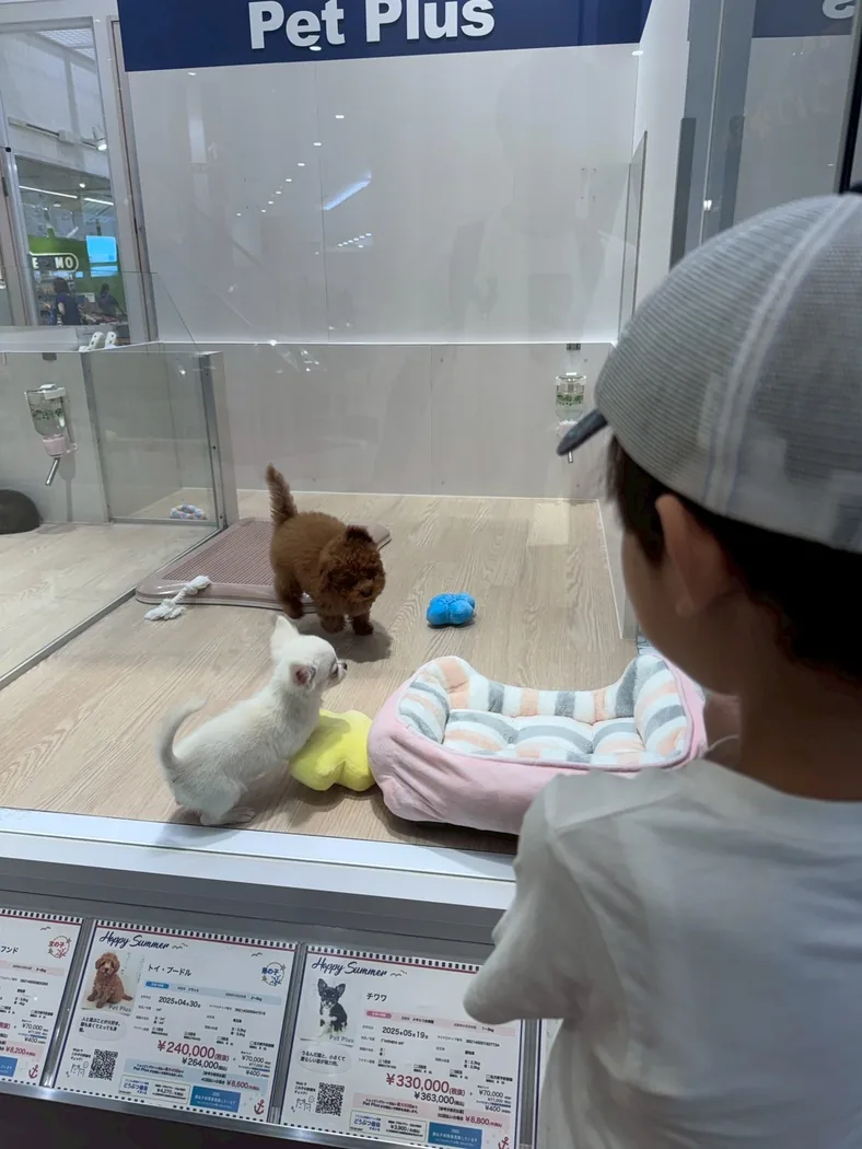 ペットショップで小動物を見る子ども